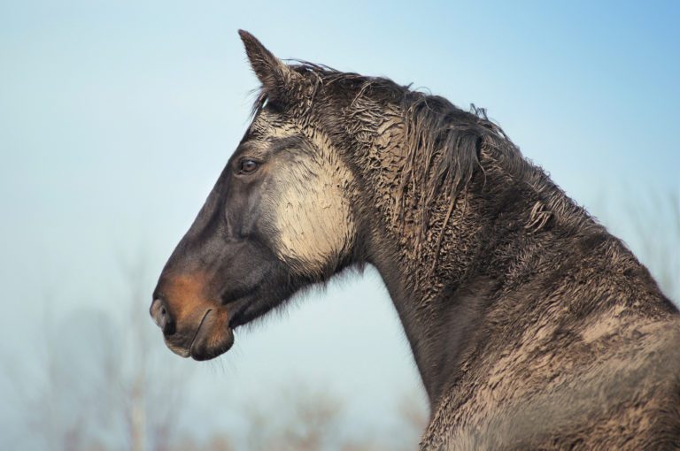 A horse with mud on the side of his face