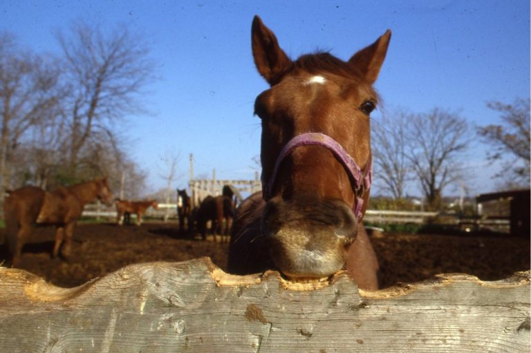 Q&A: A Gnawing Problem promo image