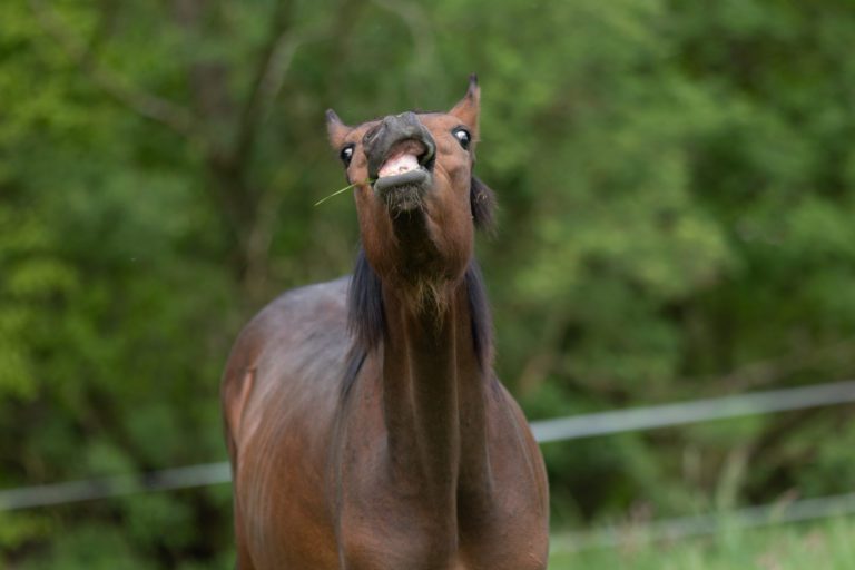 flehmen response
