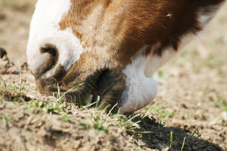 horse eating dirt