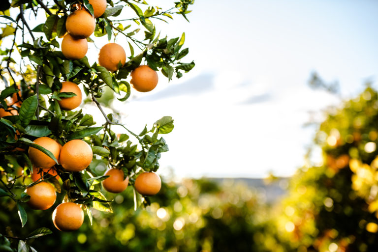 orange tree