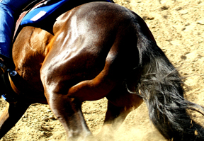 Fotolia_stifle2
