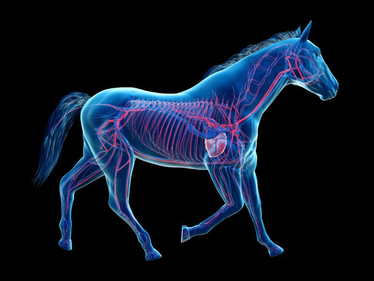 horse vascular system