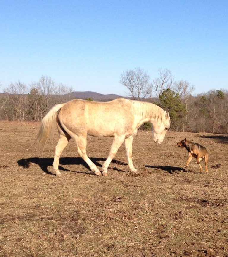 Winner in EQUUS Magazine’s 'Best Friends' Photo Contest Announced promo image