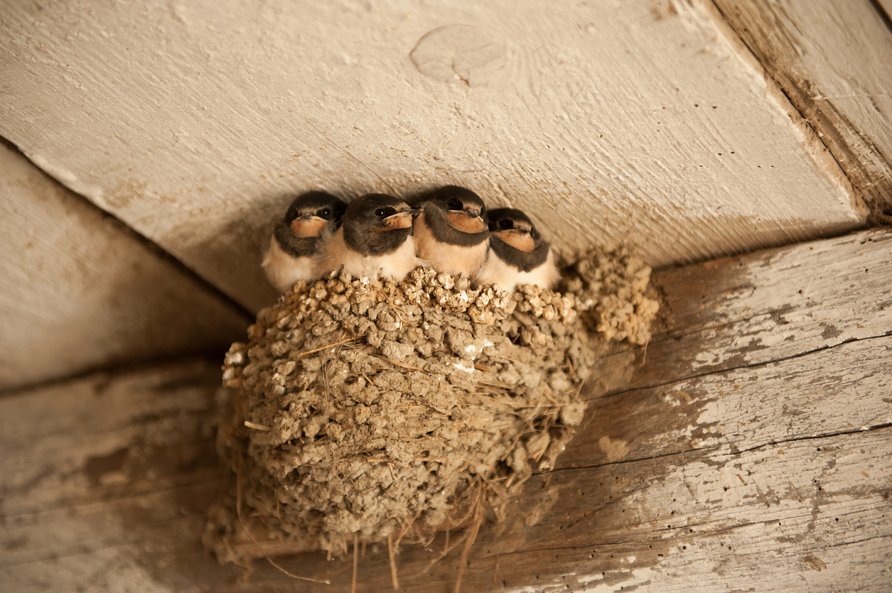 A nest of birds in barn rafters