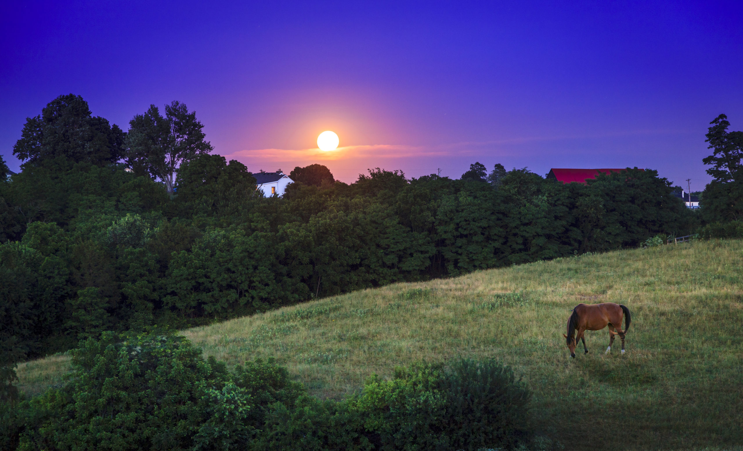 horse in field at night