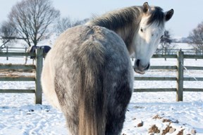 iStock_horse in snow3