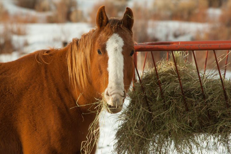 horse hay rack