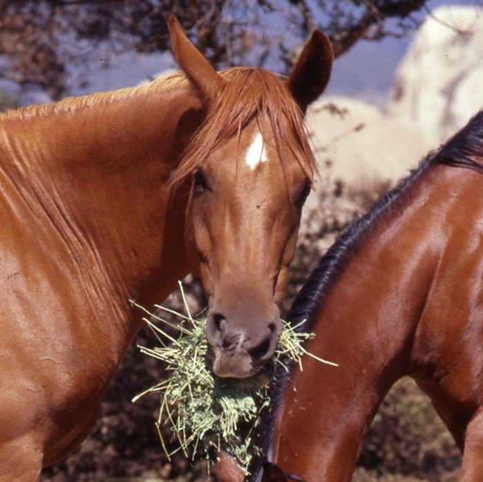 7 Myths About Equine Nutrition promo image