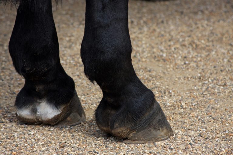 Rear view of a horse's heels