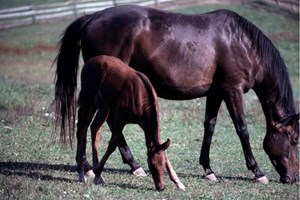 foal and mare 2