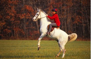 Fair-weather mounts? promo image