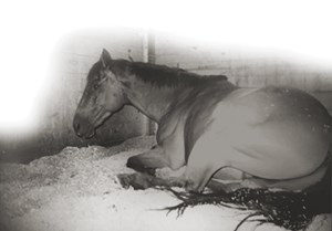 A horse laying down on a stall floor.