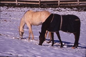 winter blanket