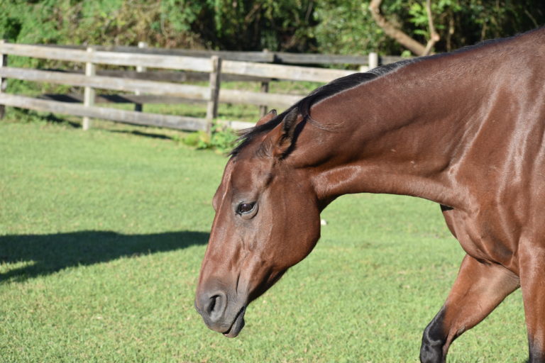 A bay horse with its ears pinned back and neck stretched out