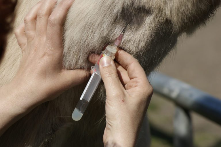 A horse having blood drawn