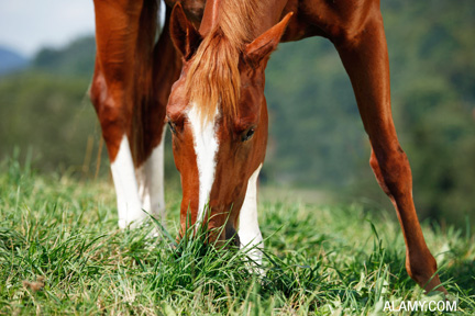 Green grass is a good source of Vitamin E for horses.