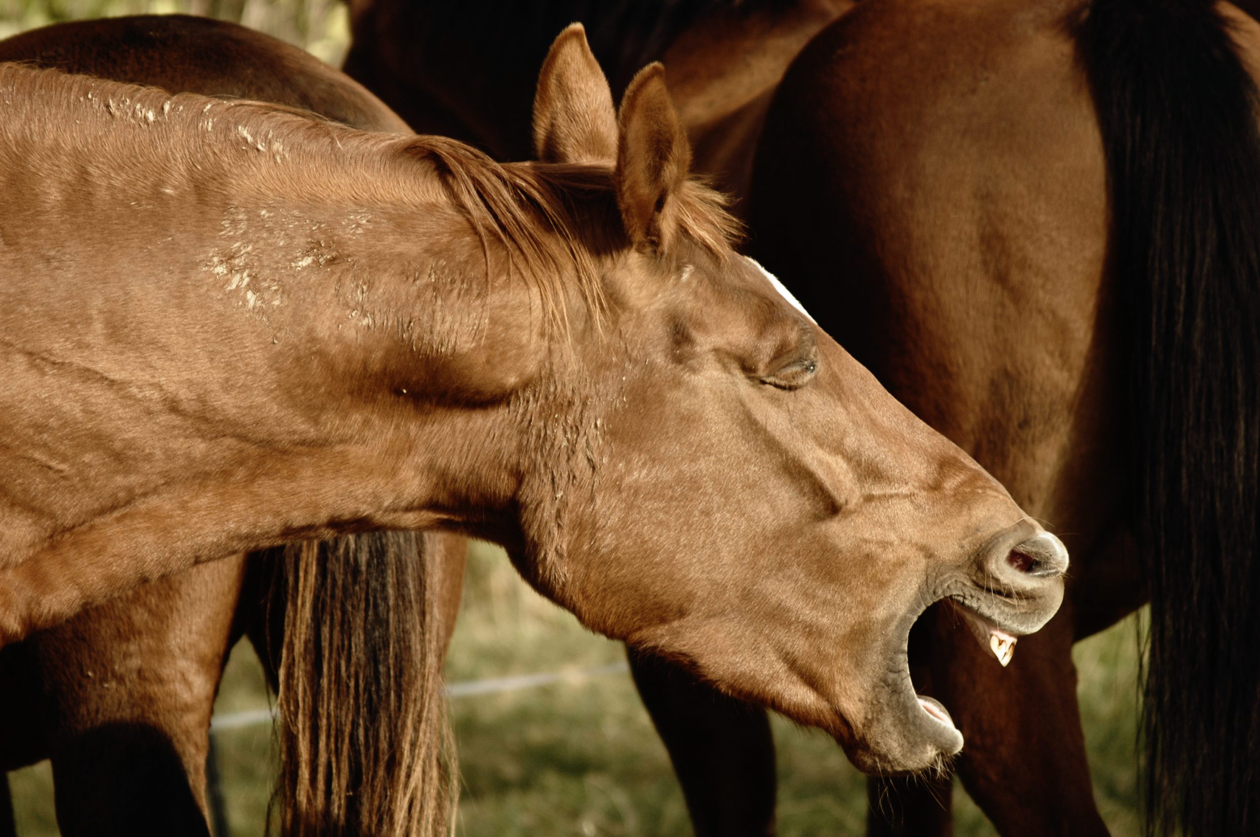 10 ways to help horses with heaves