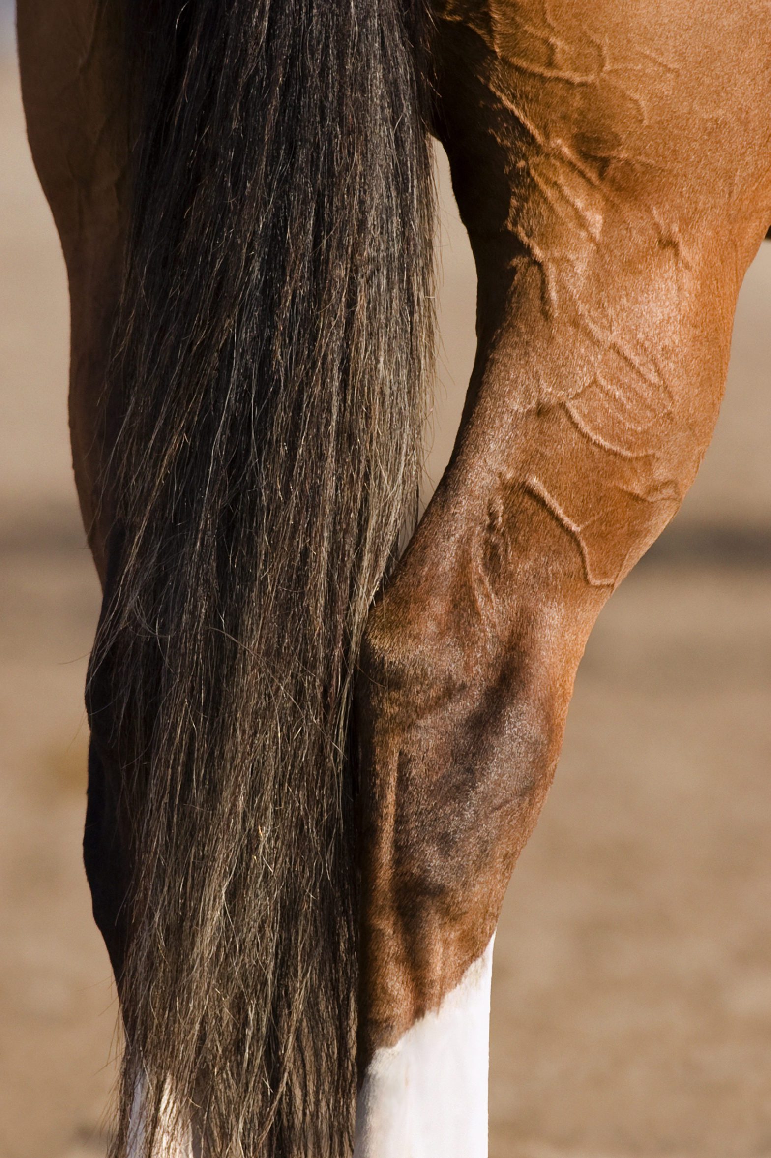 Researchers develop tool for early osteoarthritis detection in horses Equus Magazine