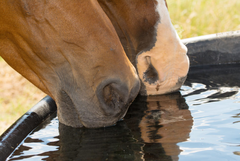 two horses drinking