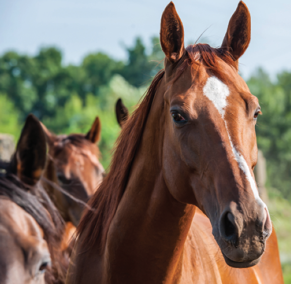 Screen Shot 2020-09-22 at 3.37