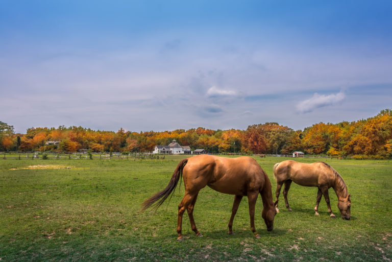 Medical Front grazing worms iStock-477716286
