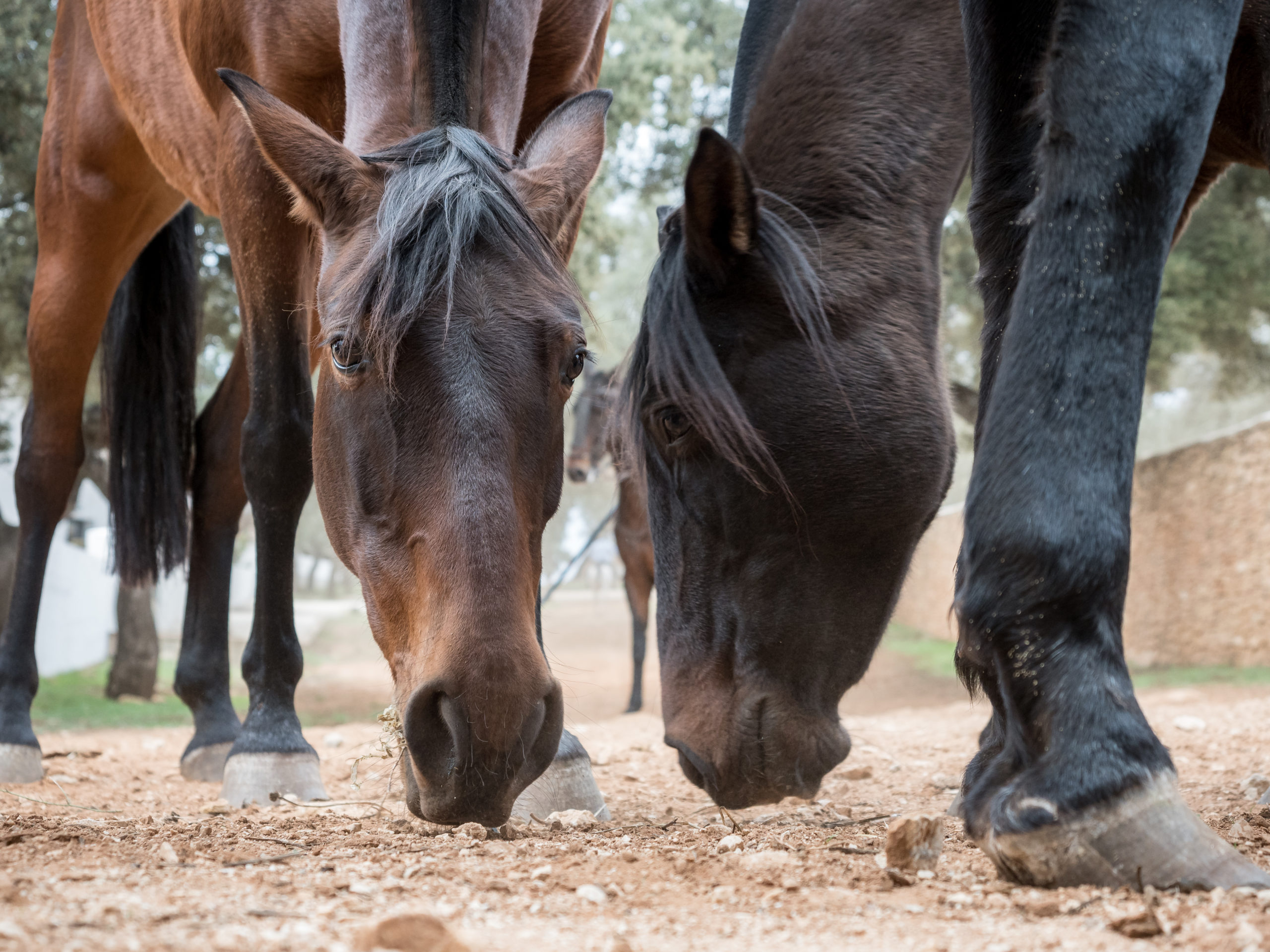 Why horses eat soil