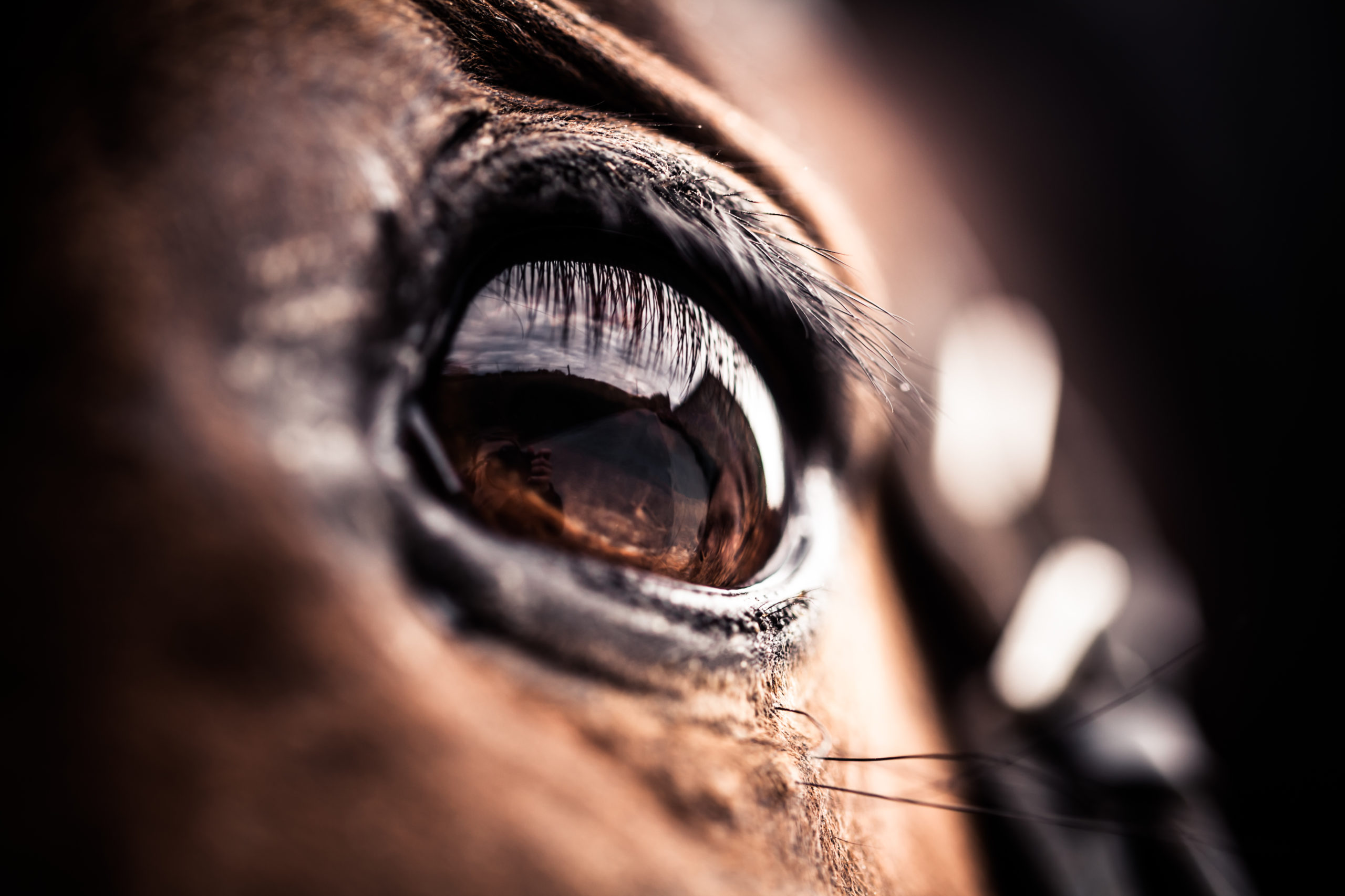 Decoding the discharge from your horse's eyes