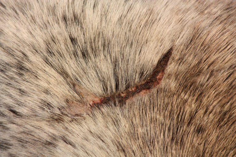 equine-wound-care