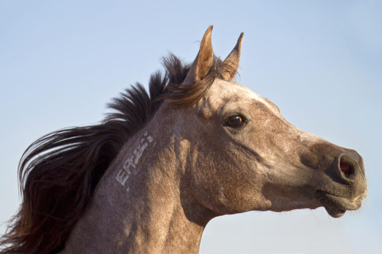 Slawik araber_forsa10217