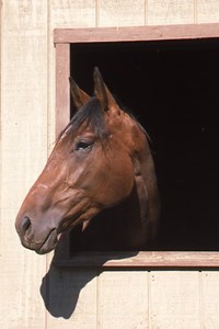 horse in stall