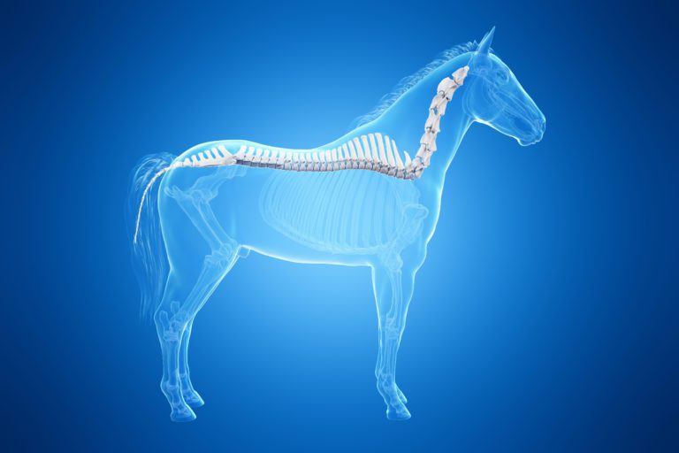 horse spine