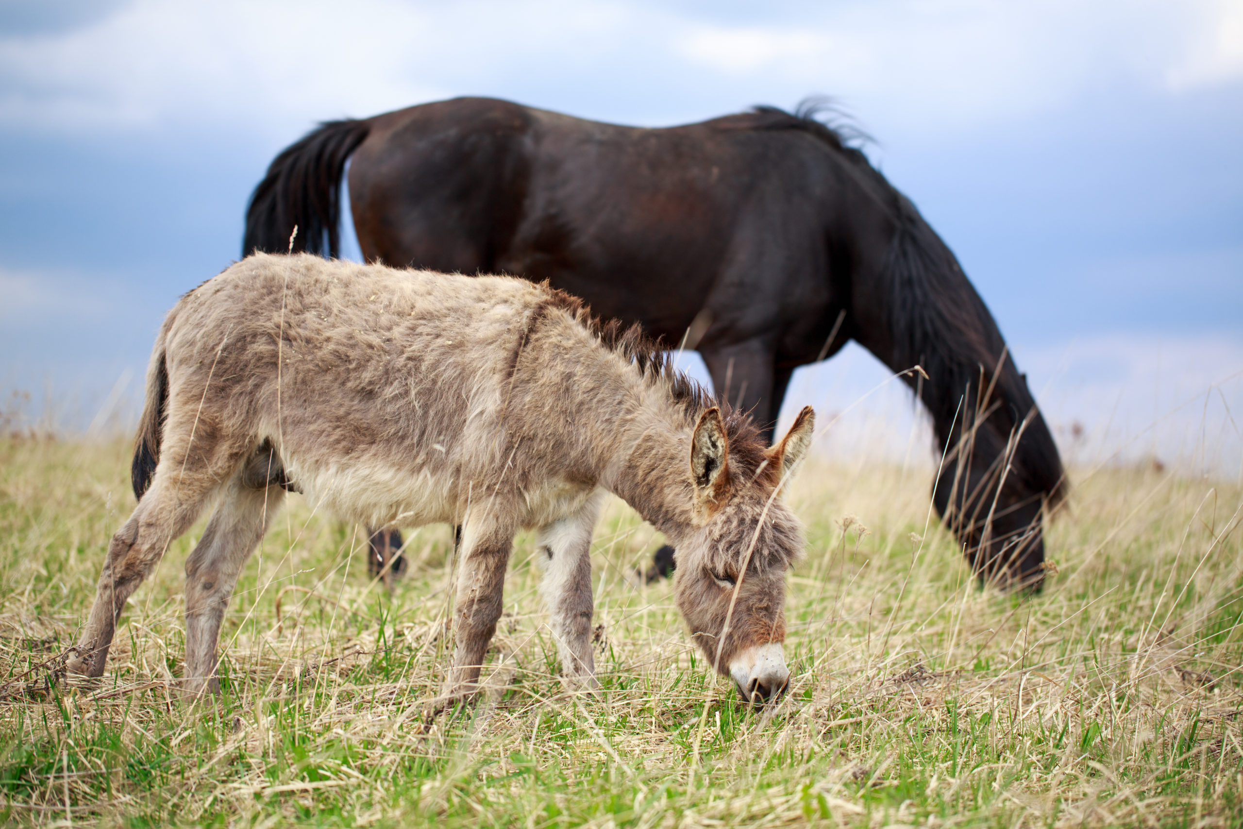 Morris Animal Foundation welcomes equid research grant pre-proposals