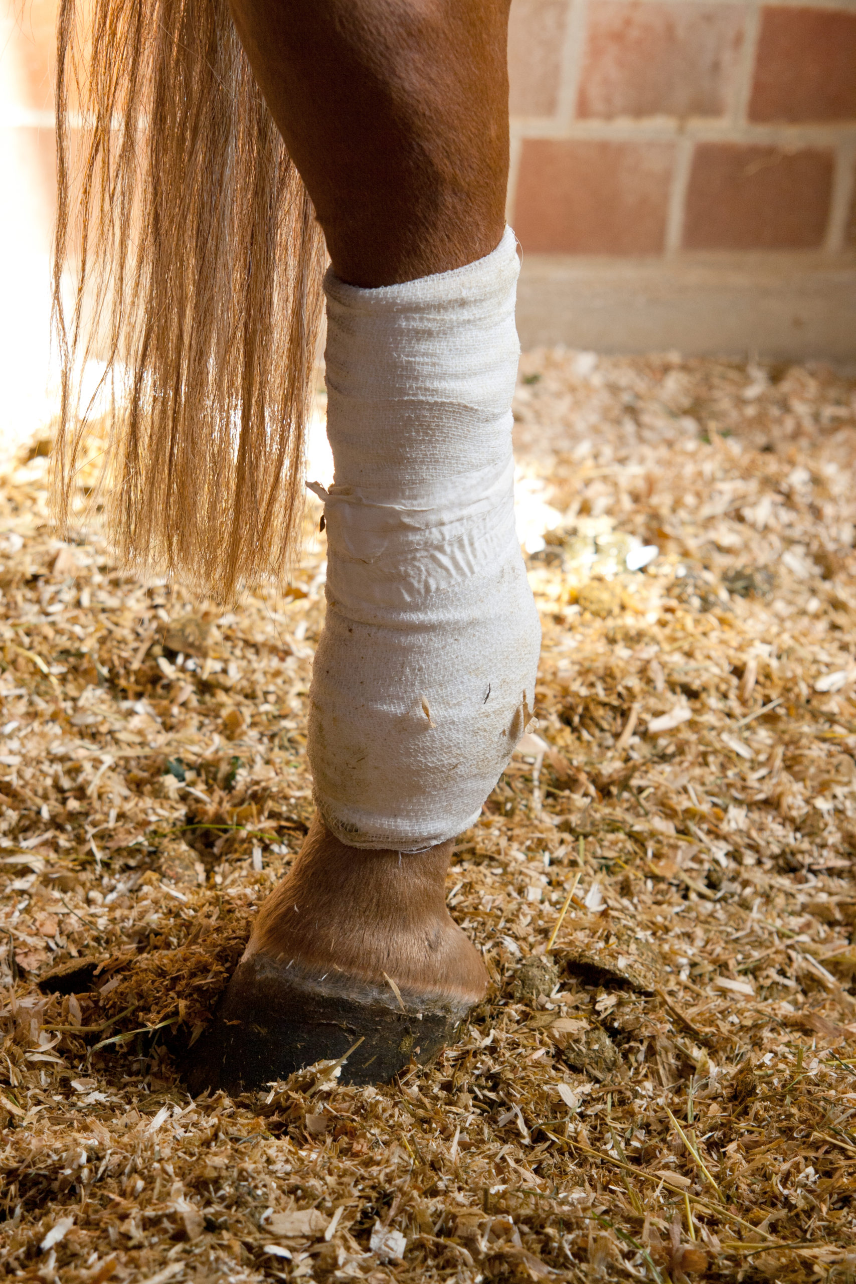 The stages of wound healing