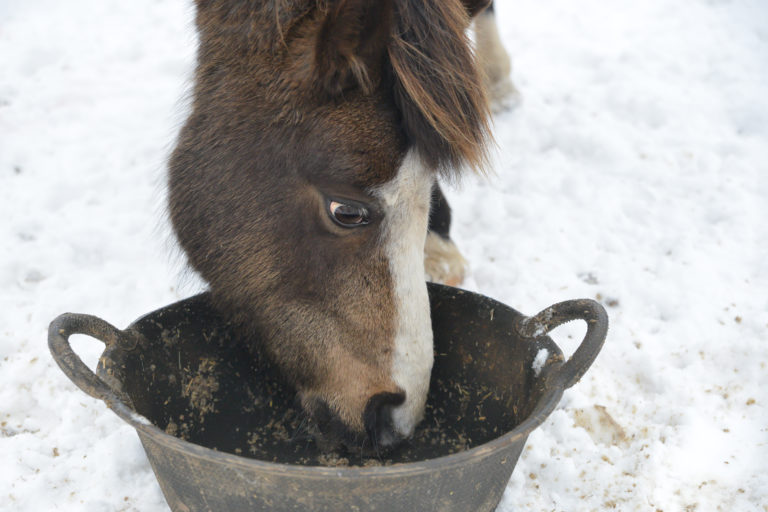 horse eating mash