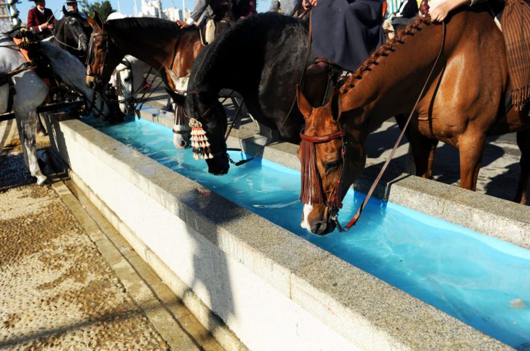 A group of horses drinking from a long trough