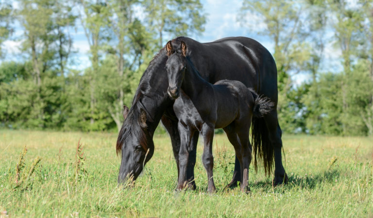 Equimax MareFoal