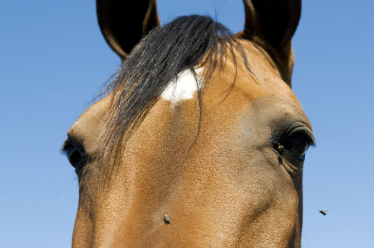 horse-fly-spray-effectiveness