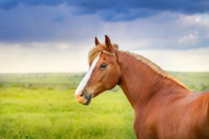 A horse standing in a field with a stormy sky behind him.