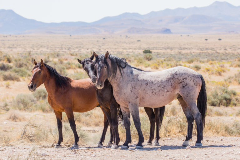 Three wild horses on the range, with desert in background.
