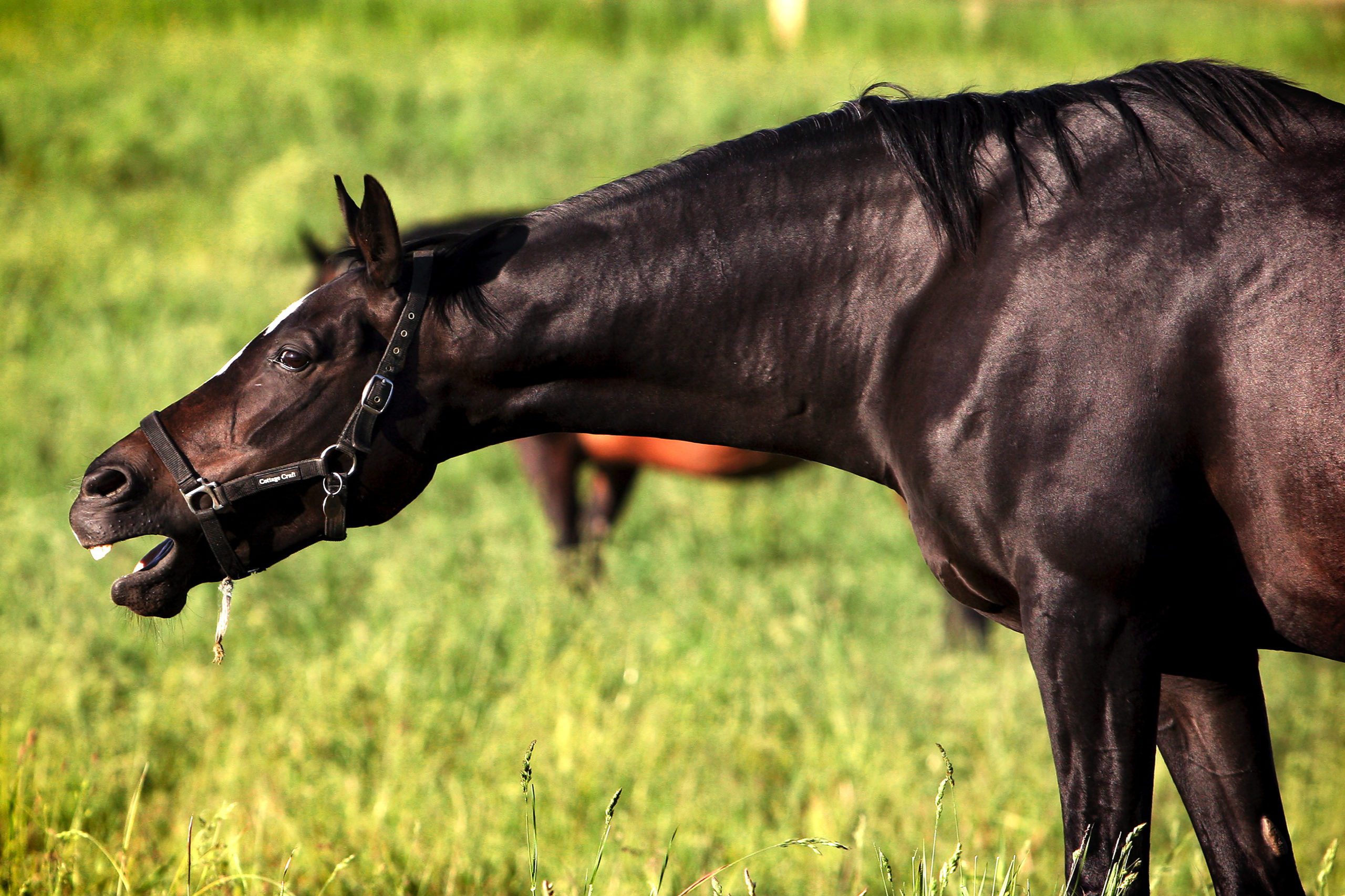 When a horse chokes repeatedly