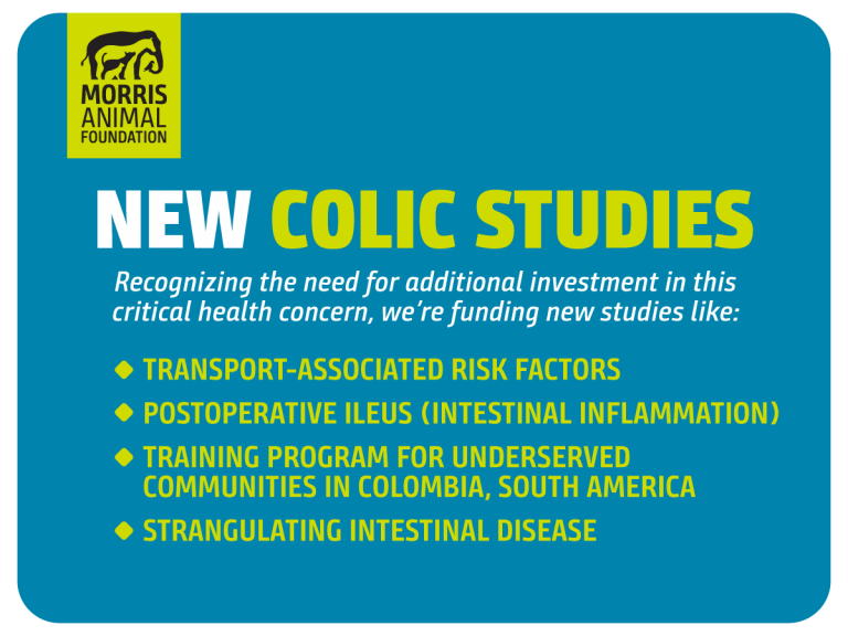A list of new colic studies with Morris Animal Foundation.