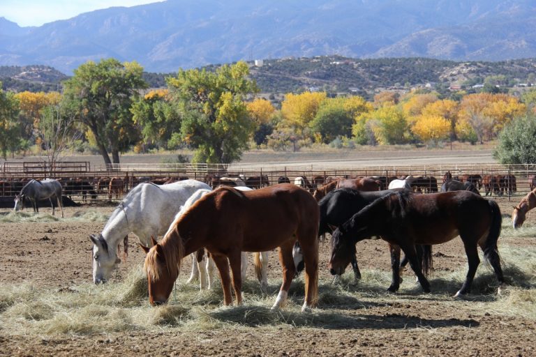 Wild horses at a BLM holding facility