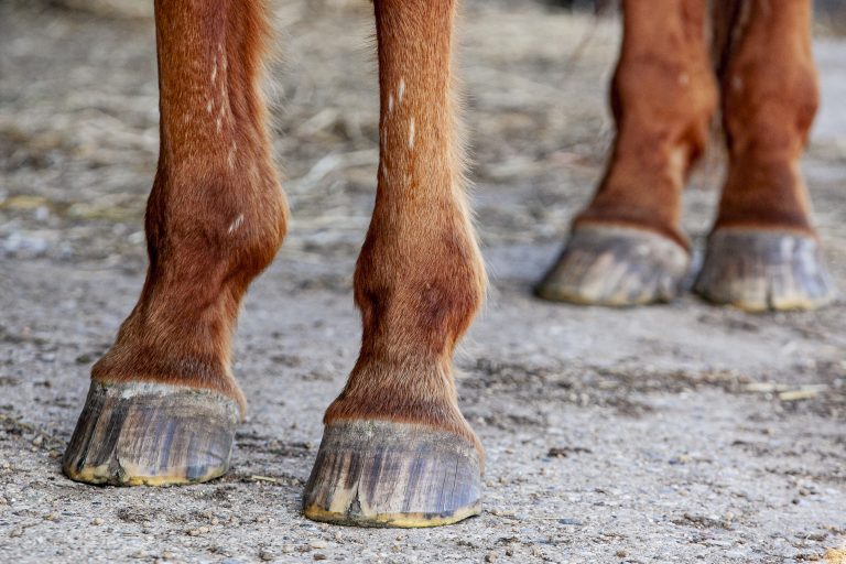 Cracked Horse Hooves