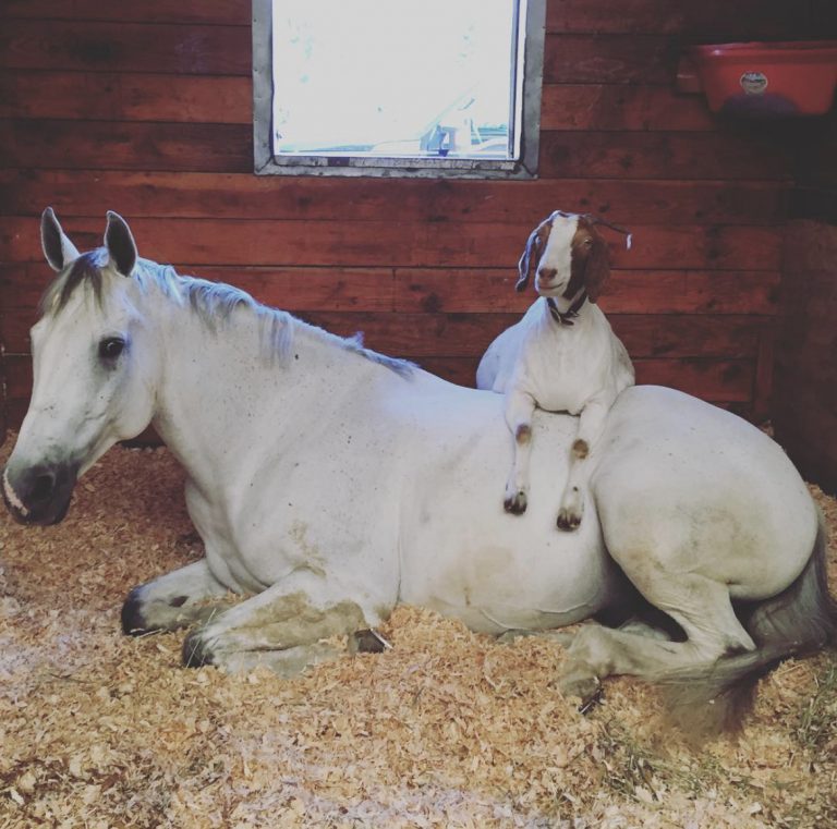 Horse and goat lying down together in a stall