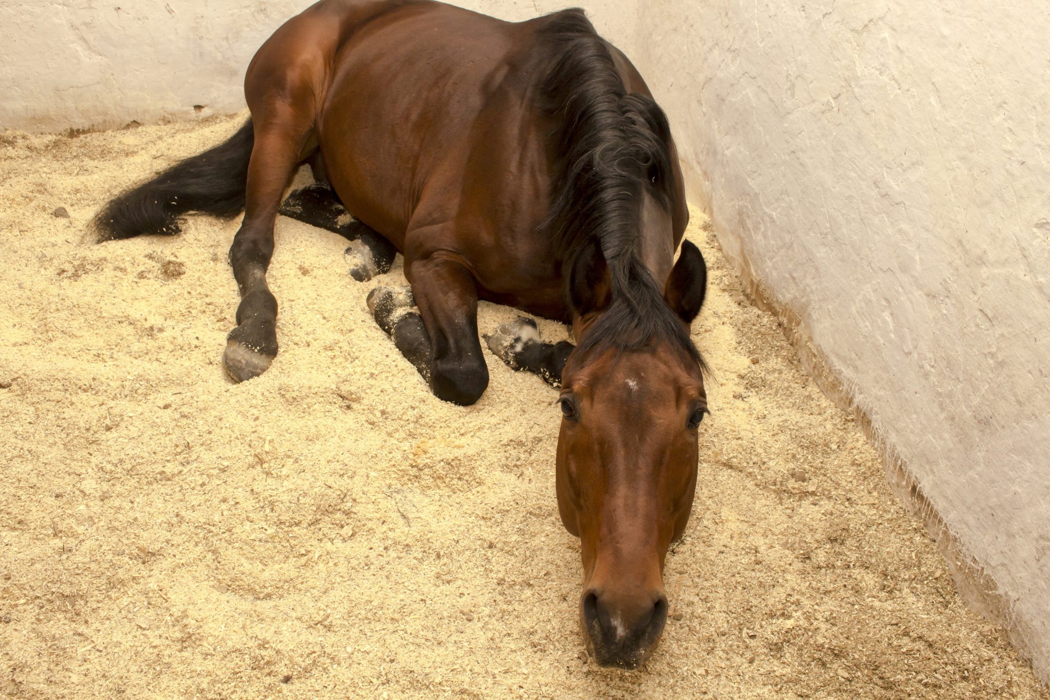 Best beddings for horses with heaves