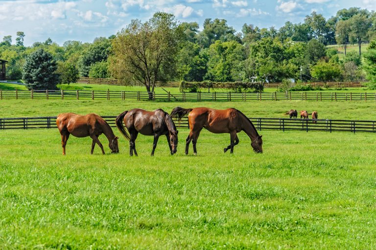 Thoroughbreds on a horse farm in Kentucky