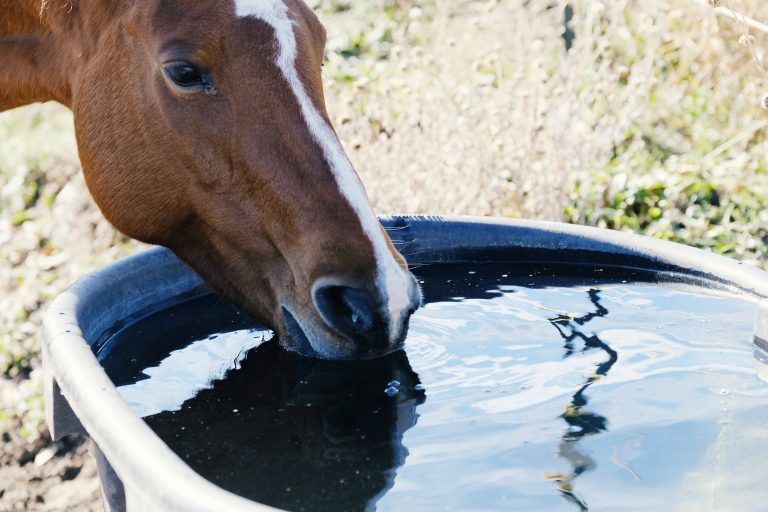 Horse close up drinking water from trough, thirsty animal hydrat