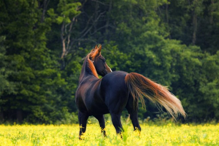 Bay arabian horse stands in the middle of summer field with the