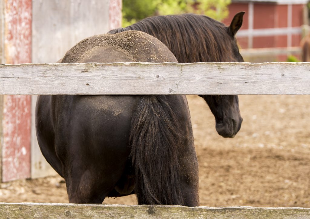 Why do horses rub their tails? Equus Magazine